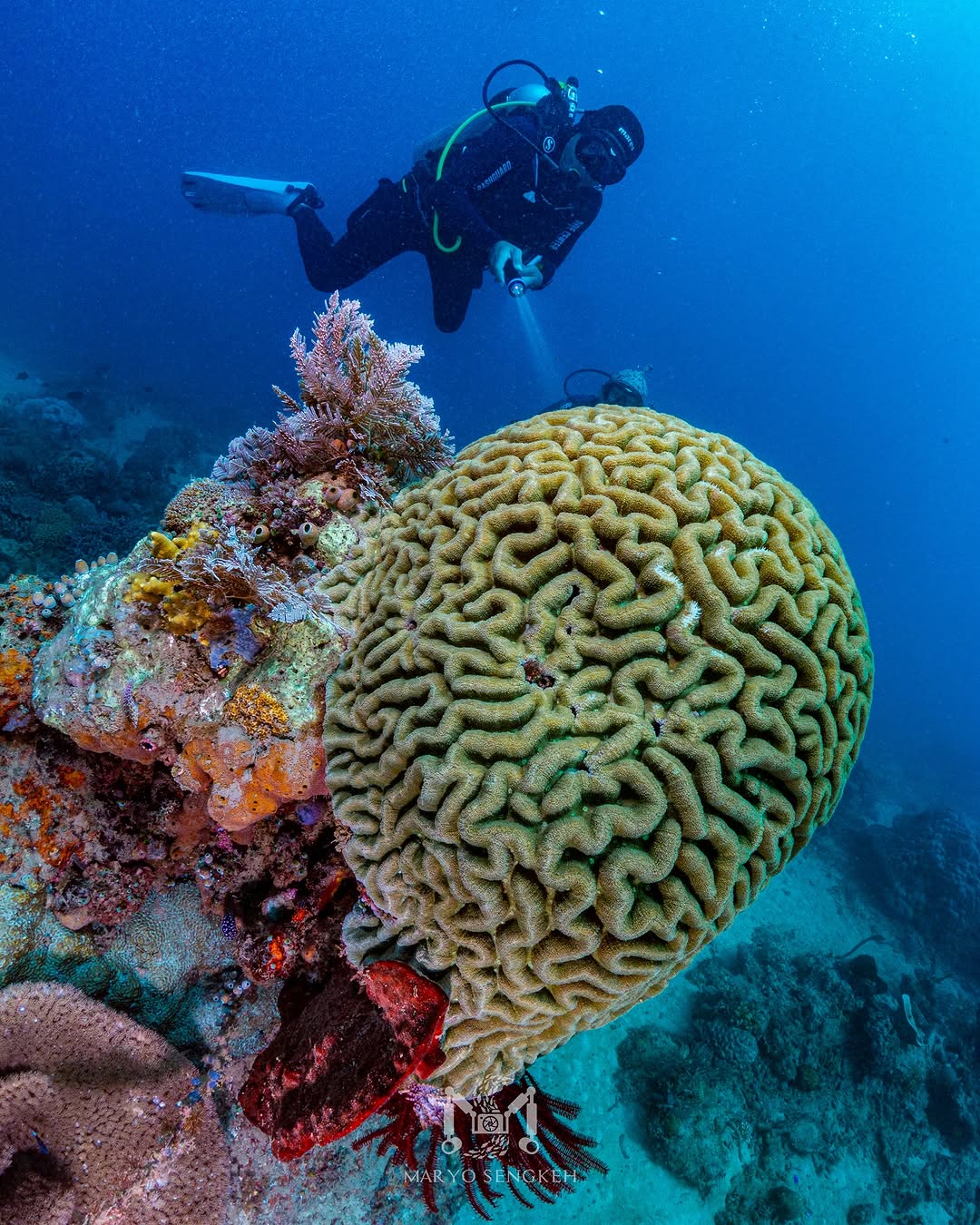 Snorkling Desa Budo 1